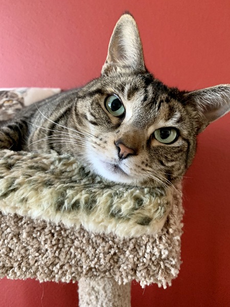 Entry image for Calliope. Clicking this image will show a larger photo