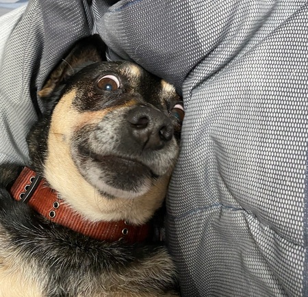 Entry image for Toby. Clicking this image will show a larger photo