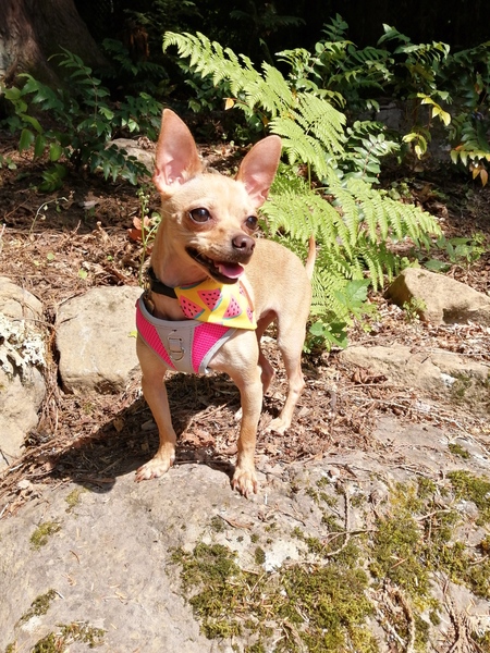 Entry image for Mochi. Clicking this image will show a larger photo