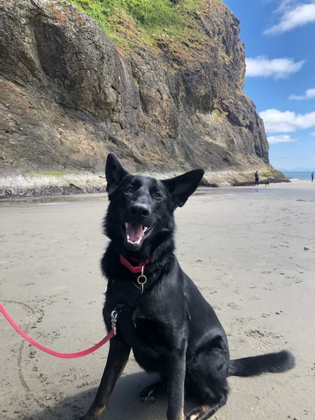 Entry image for Starsky. Clicking this image will show a larger photo