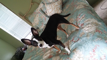 Entry image for Macaroon. Clicking this image will show a larger photo