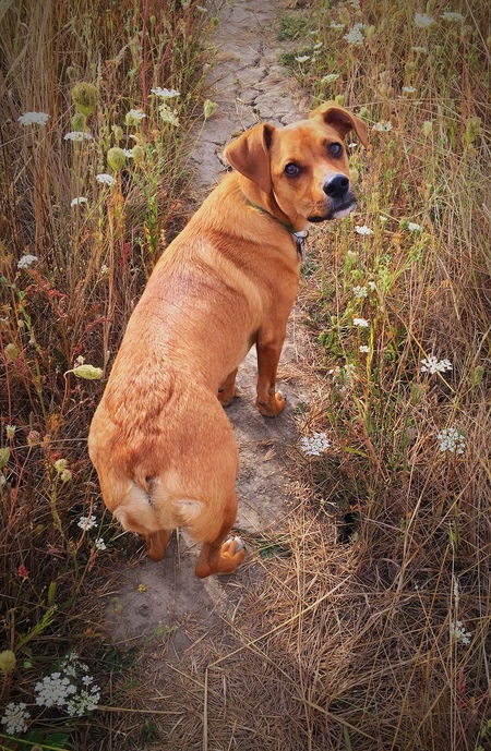 Entry image for Oliver . Clicking this image will show a larger photo