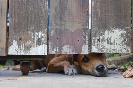 Entry image for Zeke. Clicking this image will show a larger photo