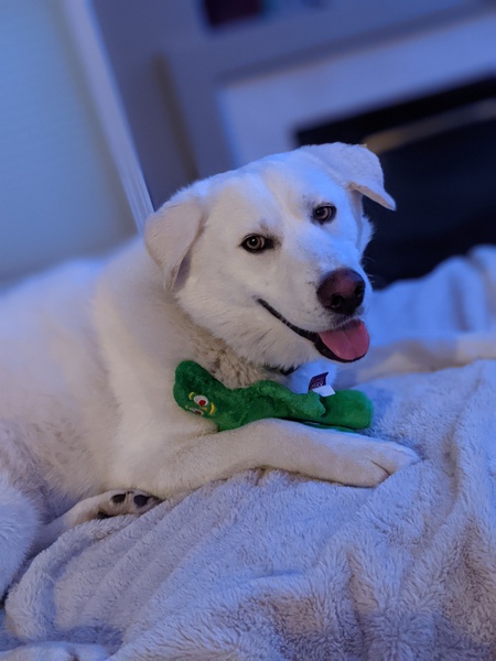 Entry image for Stella. Clicking this image will show a larger photo