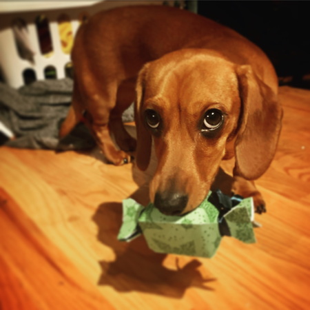 Entry image for Butterscotch . Clicking this image will show a larger photo