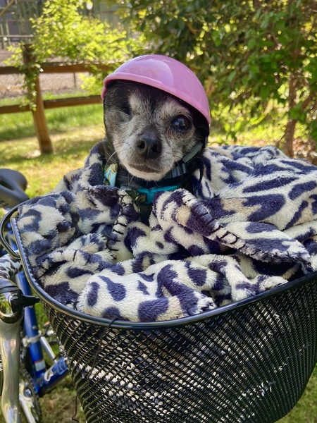 Entry image for Harriet. Clicking this image will show a larger photo