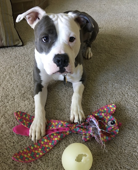 Entry image for Sugar. Clicking this image will show a larger photo