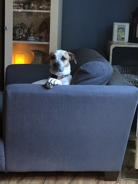 Entry image for Rosie. Clicking this image will show a larger photo