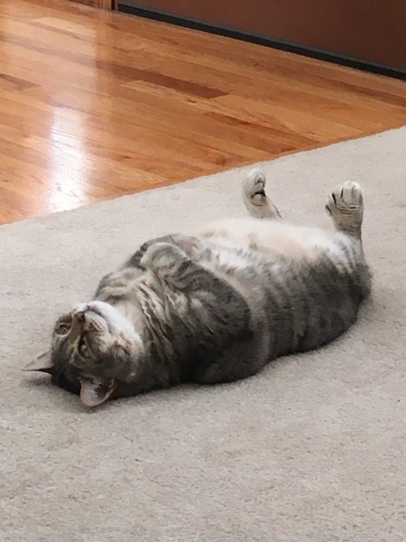 Entry image for Boo. Clicking this image will show a larger photo