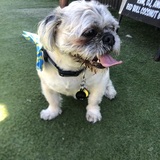 Entry image for Ducky