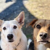 Entry image for Harvey and Pete