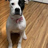 Entry image for Emmie