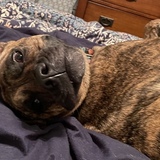 Entry image for Frankie Kafka