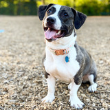 Entry image for Lizzie