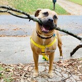 Entry image for Rico