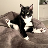 Entry image for Smooch