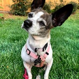 Entry image for Brie