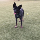 Entry image for Nymeria (Formerly Anubis)