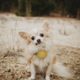 Entry image for Darcy