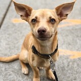 Entry image for Roux!