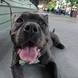 Entry image for Boris