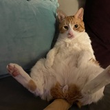 Entry image for Bean