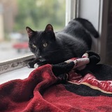 Entry image for Mollymauk Tealeaf