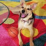 Entry image for Shelby (Formerly December)