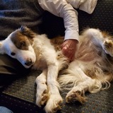 Entry image for Scout