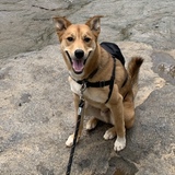 Entry image for Levon