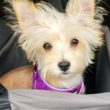 Entry image for LOLA