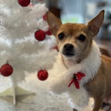 Entry image for Lilly