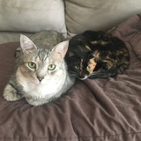 Entry image for Paluchi and Leigh