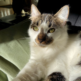 Entry image for Goose