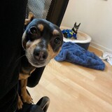 Entry image for Savannah and Violet