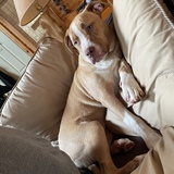 Entry image for Samson 