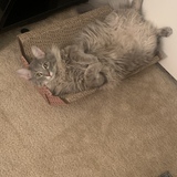 Entry image for Haku