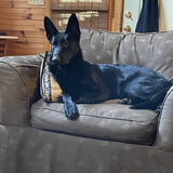 Entry image for Pepper 