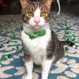 Entry image for Aladdin