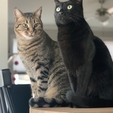 Entry image for Donut and Rambo