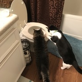 Entry image for Jude and Tuco