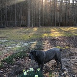 Entry image for Elephant