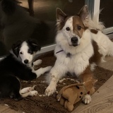 Entry image for Freckles and Roo