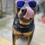 Entry image for Judge