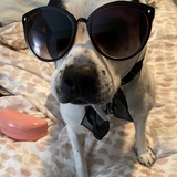 Entry image for Gidget 