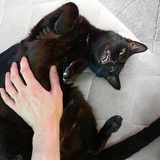 Entry image for Goblin Bagheera