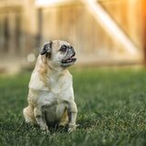 Entry image for Smush