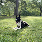 Entry image for Scarlet Begonia