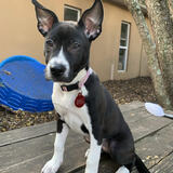 Entry image for Scarlet Begonia