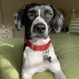 Entry image for Chief